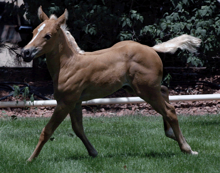 Horses For Sale, from Weanlings to Finished Horse & Broodmares For Sale