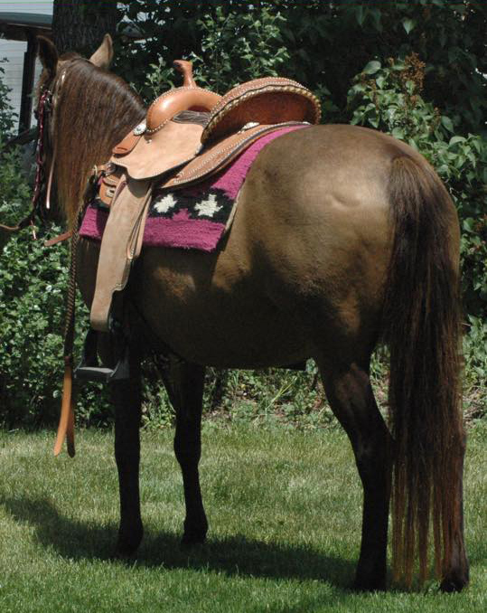 Horses For Sale, from Weanlings to Finished Horse & Broodmares For Sale. Reining, Cutting