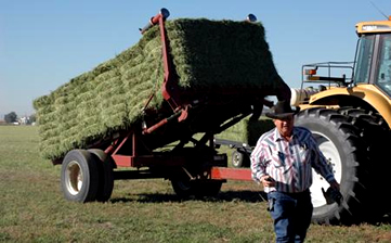 Staking Alfalfa Hay Ackermans Farming Colorado