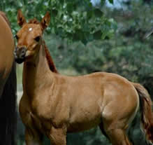 Hollywood Dunit Good Foals