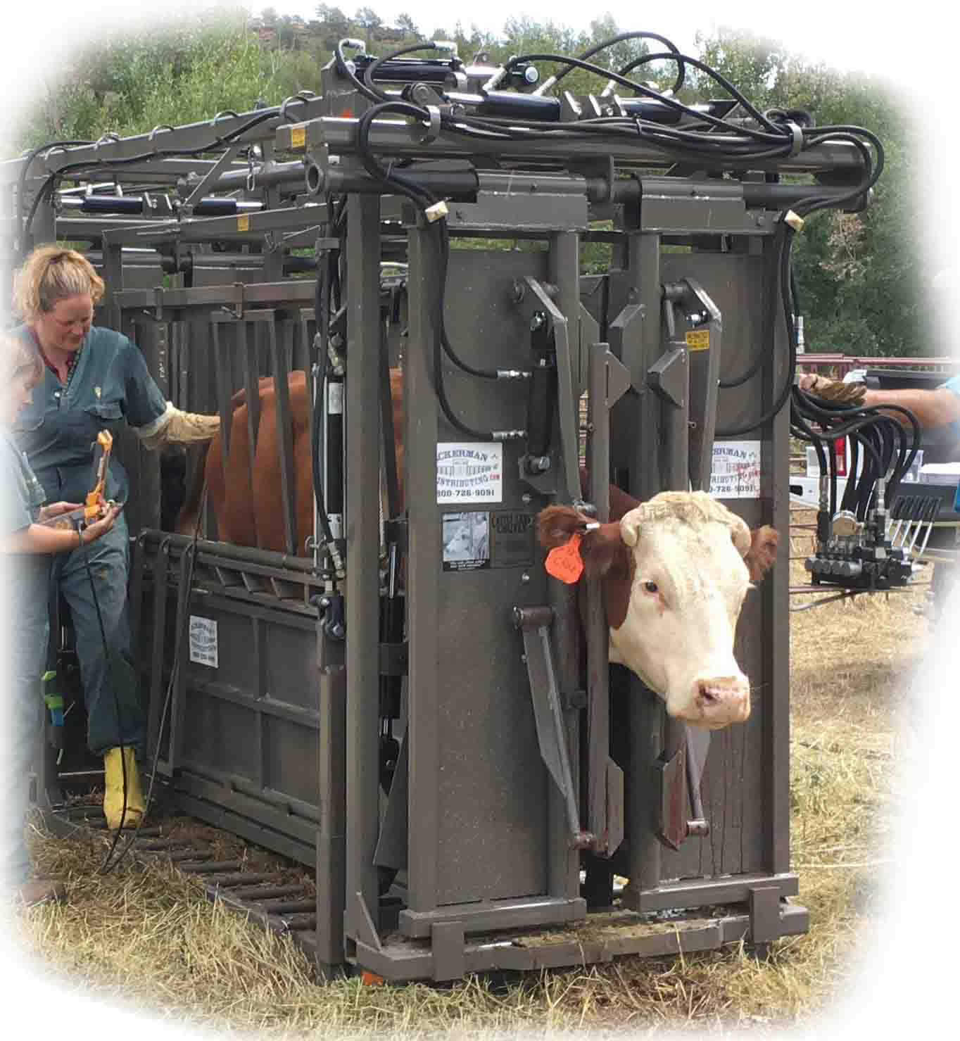 Titan Cattle Care Hyd Chute