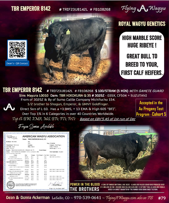 TBR EMPEROR 8142 - Flying A Wagyu 100% Full Blood Black Wagyu