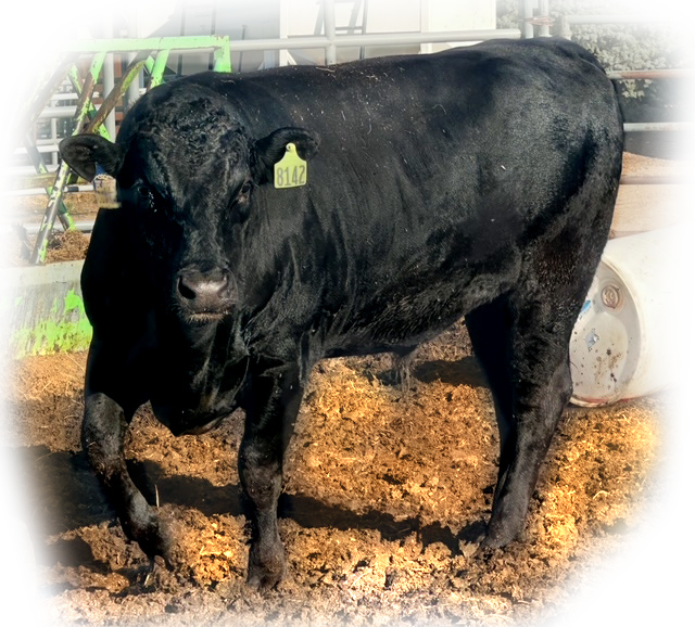 TBR EMPEROR 8142 - Flying A Wagyu 100% Full Blood Black Wagyu