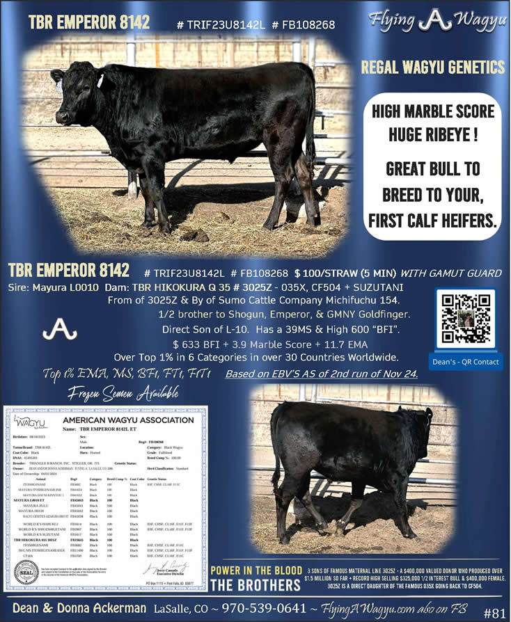 TBR EMPEROR 8142 - Flying A Wagyu 100% Full Blood Black Wagyu