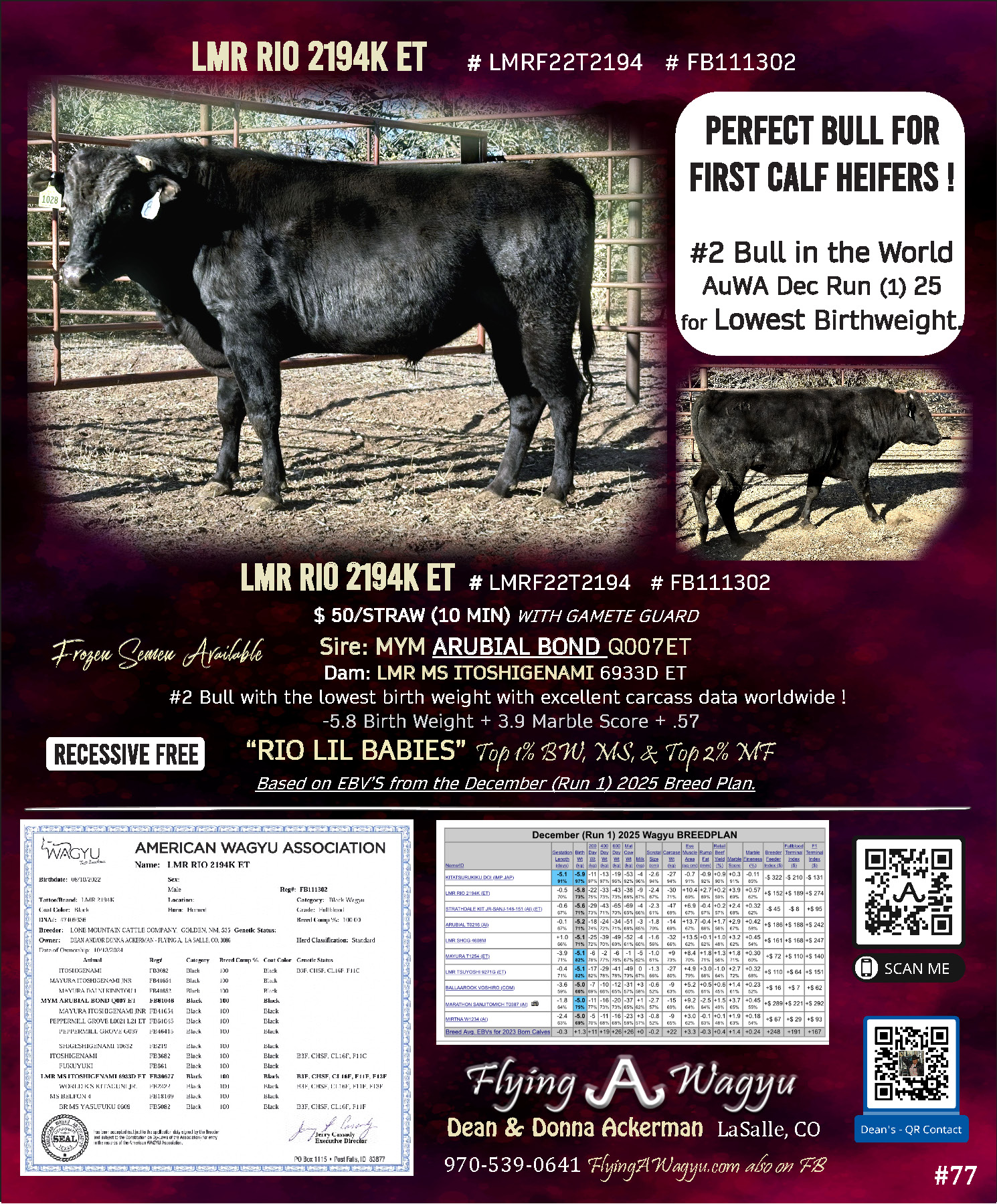 LMR RIO 2194K ET - LMRF22T2194 - FB111302 - Flying A Wagyu 100% Full Blood Black Wagyu