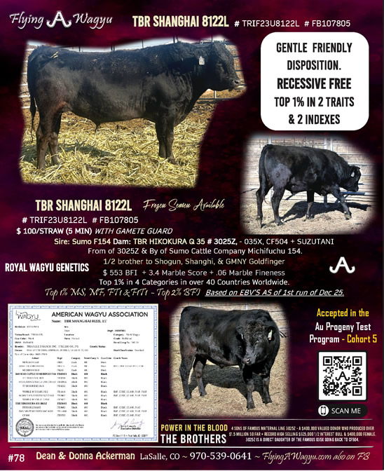 TBR Shanghi 8122L - TRIF23U8122L - FB107805 - Flying A Wagyu 100% Full Blood Black Wagyu Flyer