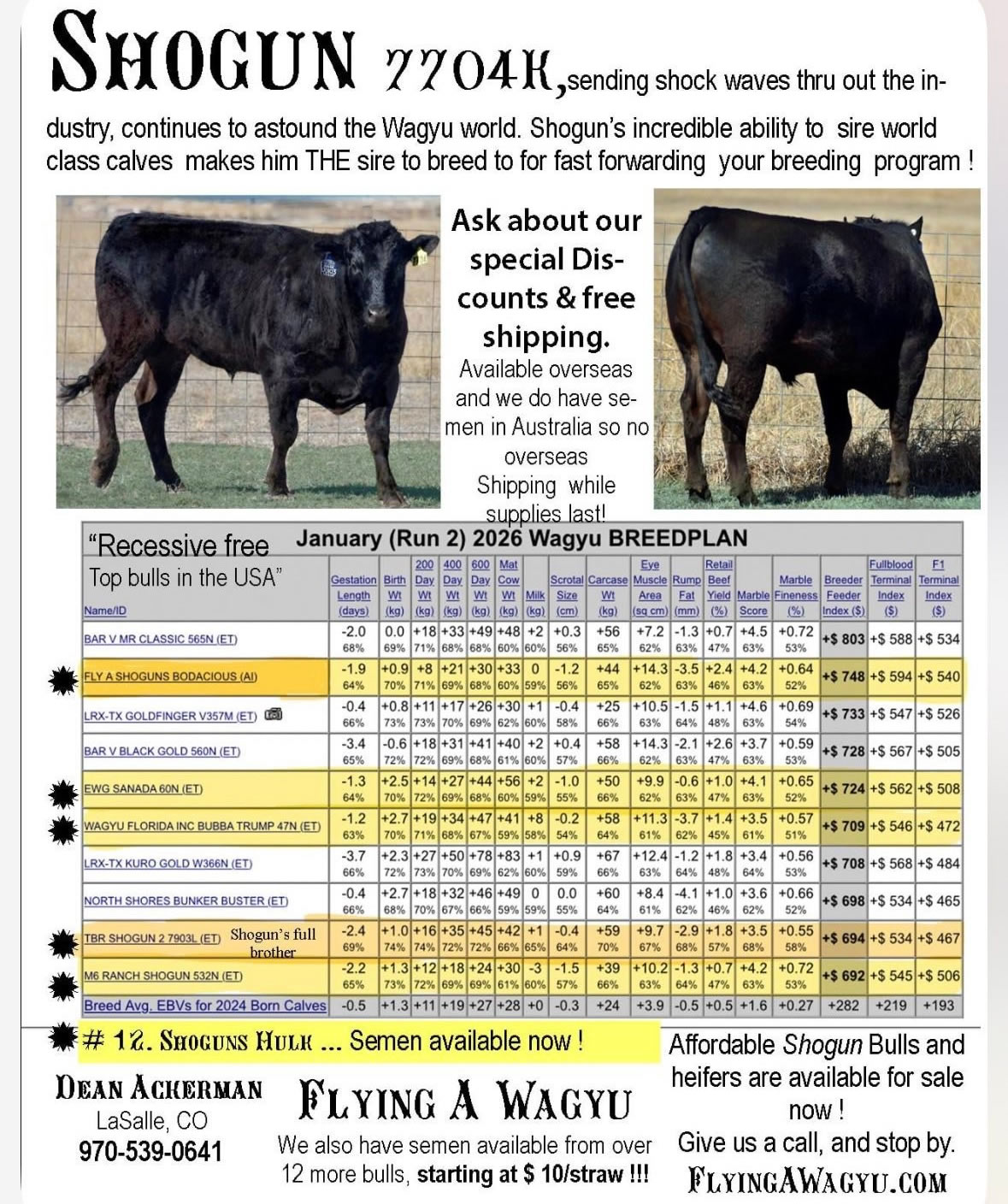 Shogun 7704 Black Wagyu Full Blood Bull Highest Seller in USA as a Two Year Old