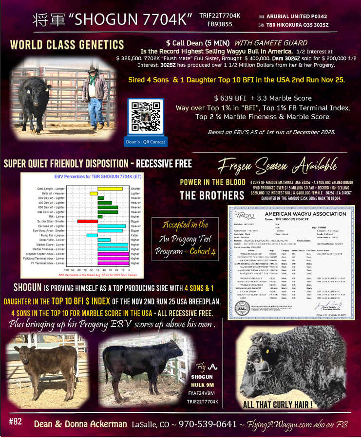 Shogun 7704 - Flying A Wagyu 100% Full Blood Black Wagyu as a Two Year Old