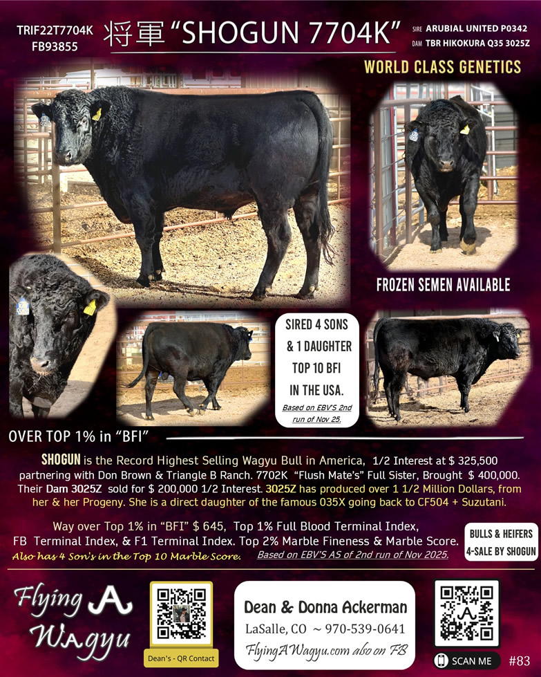 Shogun 7704 - Flying A Wagyu 100% Full Blood Black Wagyu as a Two Year Old