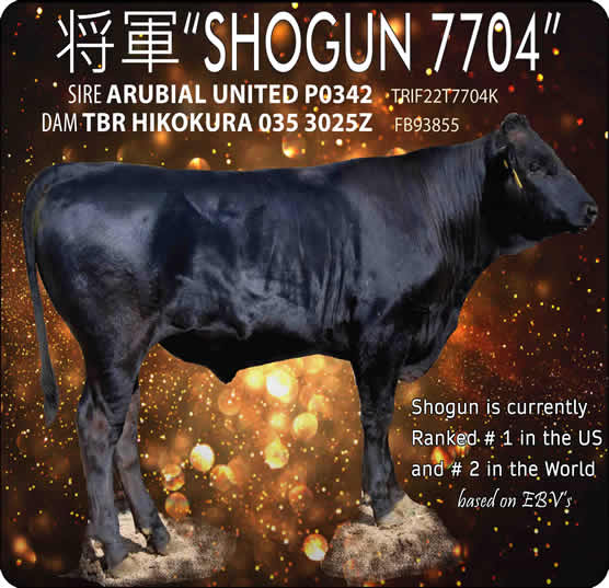 SHOGUN 7704 