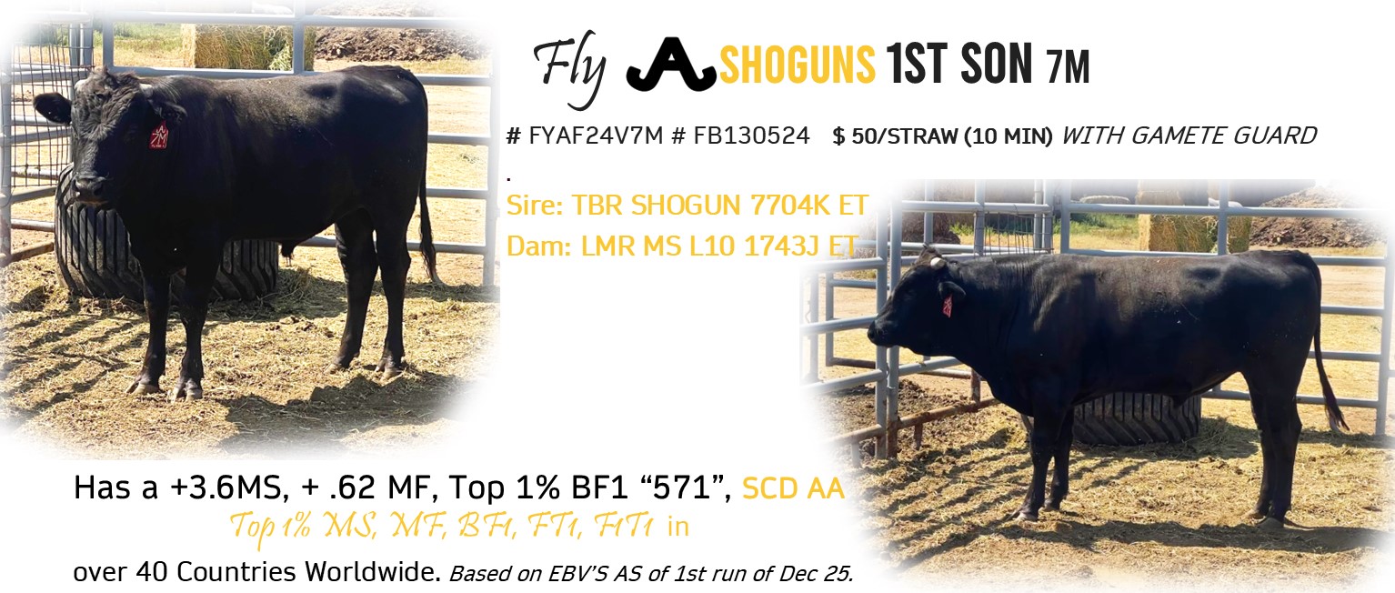 Fly A SHOGUNs 1st Son 7M
