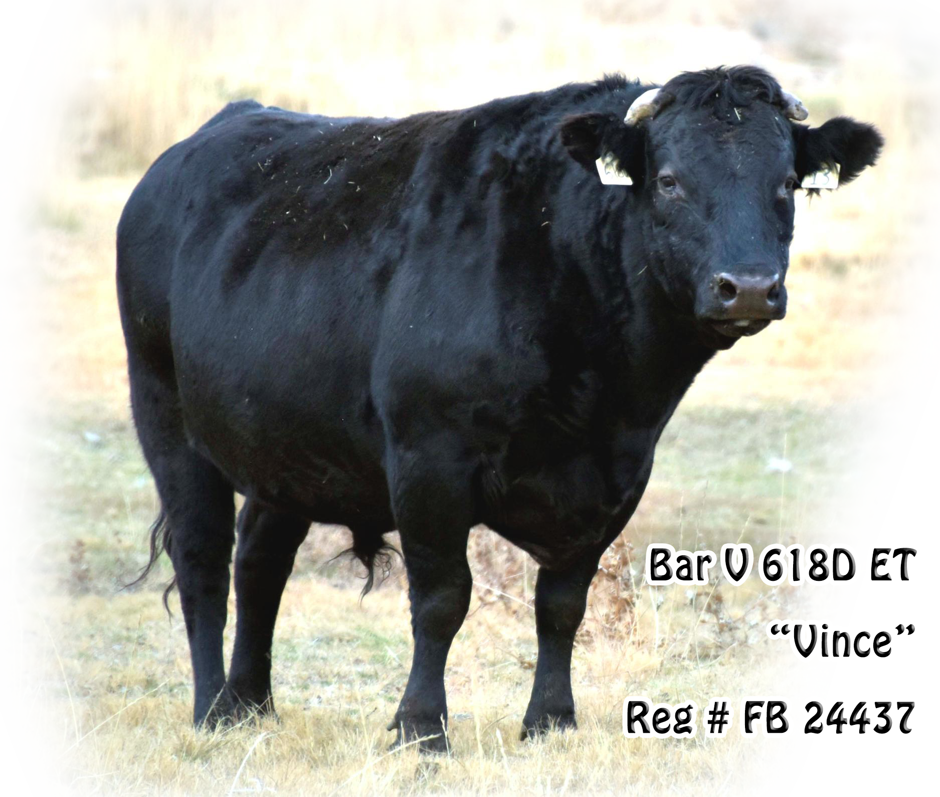 Full Blood Wagyu Black Bull Bar V 618D ET FB24437 Frozen Semen Available