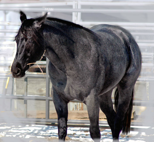 Hollywood Dunit Good Buckskin Stallion Standing at Ackermans Performance Horses