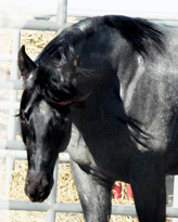Dunnit Upon A Star Palimino Stallion AQHA Stallion Ackerman's Breeding Center Donna Ackerman