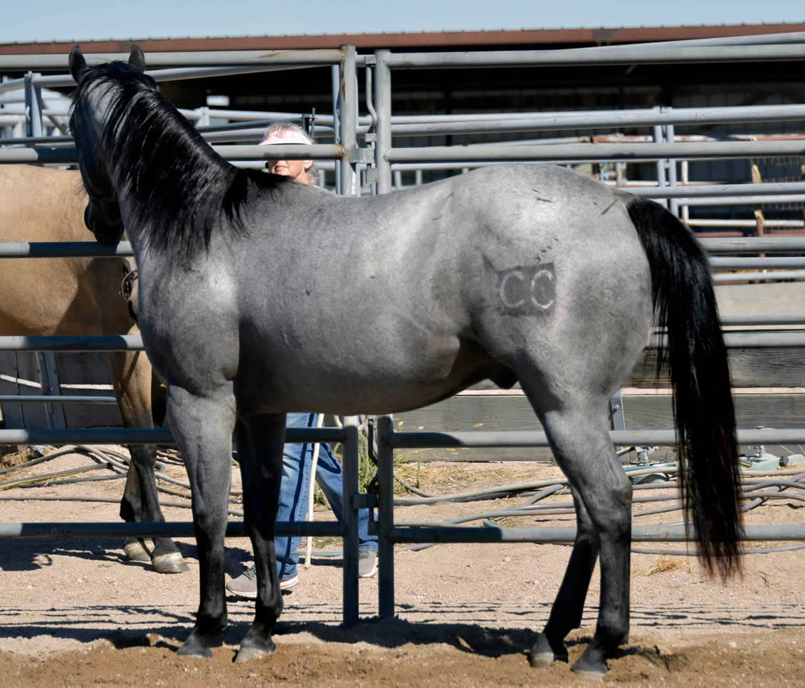 Sylent Knight 2020 Blue Roan Stallion ~ Homozygous Roan & Black ~ Standing at Stud
