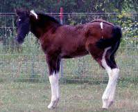 Ty - CF Whirlin Thunder - Homozygous Tobiano & Homozygous Black Paint Stallion's Foals
