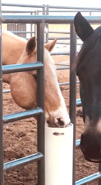 The Drinking Post Automatic Horse Waterer Energy Free