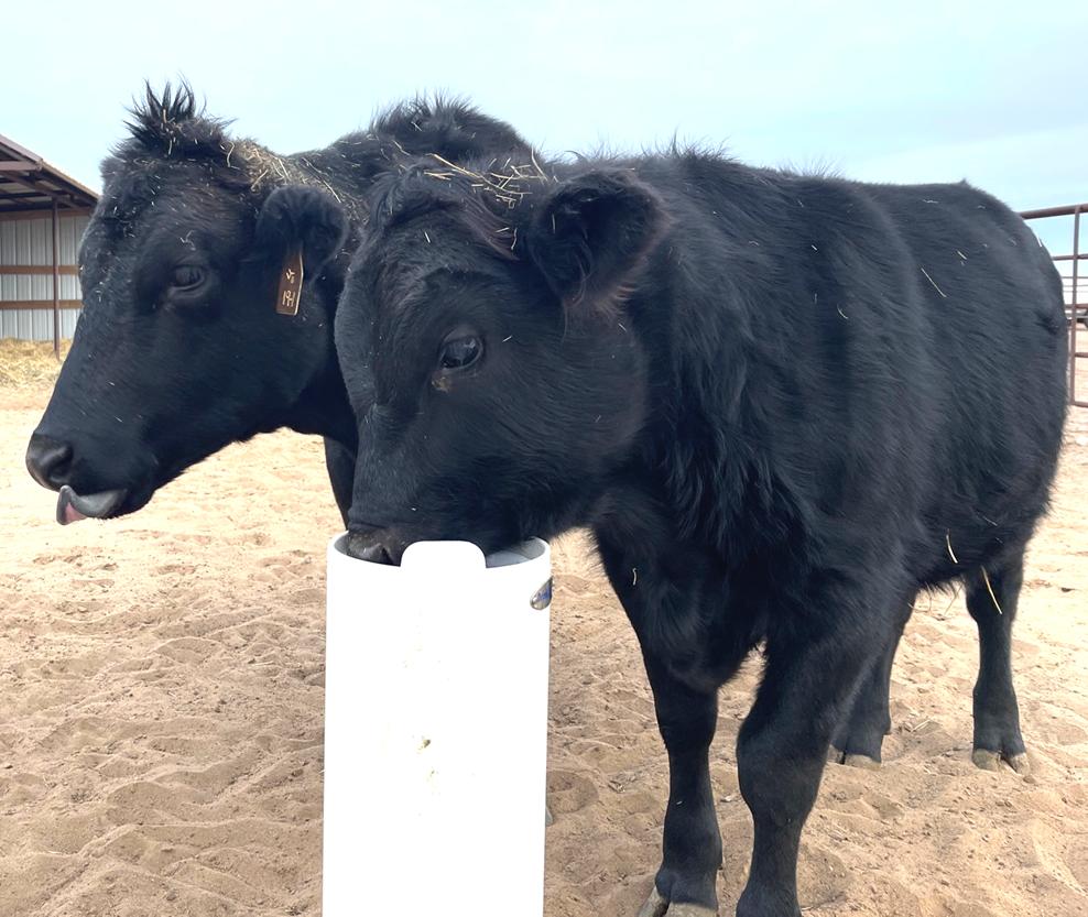 The Drinking Post Automatic Horse Waterer Energy Free Cows Drinking from the Ultimates