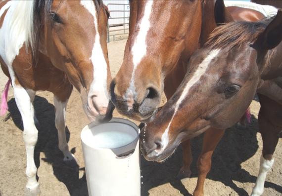 The Drinking Post Automatic Horse Waterer Energy Free