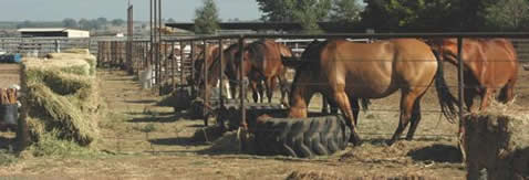 Ackerman's Performance Horses Boarding, Trainining, Breeding. Ackerman Distributing, Construction, & Farming