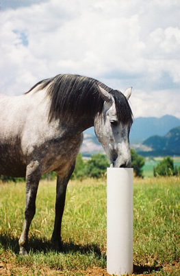 The Drinking Post Horse Automatic Waterer Thats Energy Free