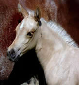 Hollywood Dunit Good's Foals Ackerman Performance Horses