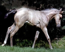 Hollywood Dunit Good Foals Ackerman Performance Horses