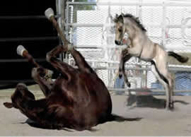 Hollywood Dunit Good Foals