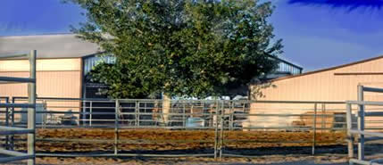 Ackerman's Performance Horses Boarding, Trainining, Breeding. Ackerman Distributing, Construction, & Farming