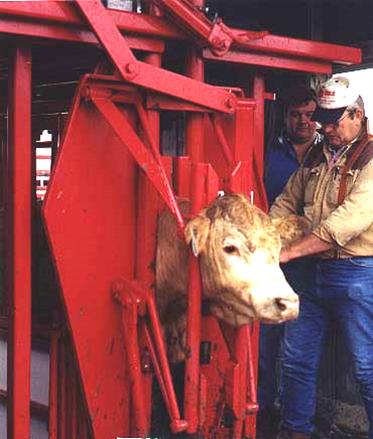 Titan Hydrualic Cattle Care Chute
