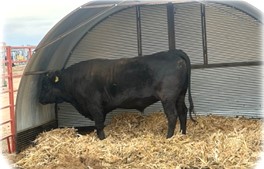 Port-A-Hut Large Shelter works Great for Cattle !