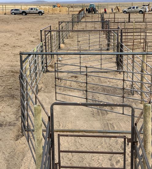 Real Tuff Cattle Handling and Livestock Equipment, Alleys, Tubs ...